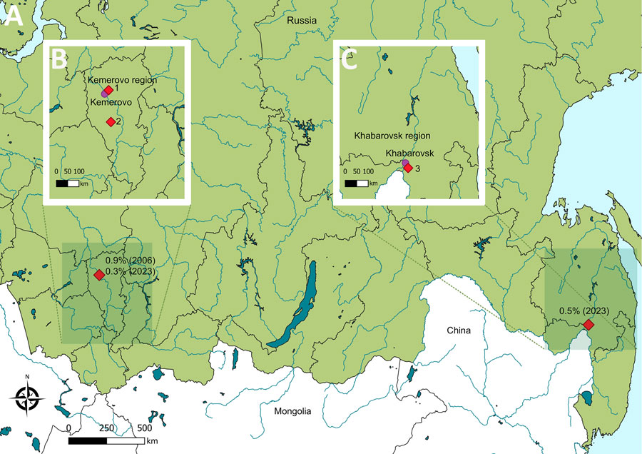 Geographic distribution of Yezo virus (YEZV) detection in ticks from Russia. Red diamonds indicate sampling locations of YEZV-positive Ixodes persulcatus ticks. A) Distribution across Russia. YEZV prevalence (%) and sampling year are indicated adjacent to symbols. B) Distribution within the Kemerovo region. Samples of isolates 143 (GenBank accession nos. PV770292, PX898221, and PX904396), 24-4 (accession nos. PV770294, PX898220, and PX904395), 6-1 (accession nos. PV770295 and PX898217), 6-4 (accession nos. PV770296 and PX898218), and 6-5 (accession nos. PV770297, PX898219, and PX904394) were derived from ticks collected in location 1. The sample of isolate 165 (accession nos. PV770293, PX898222, and PX904397) was derived from a tick collected in location 2. C) Distribution within the Khabarovsk region. Samples of isolates 560 (accession nos. PV770287, PX898225, and PX904391), 576 (accession nos. PV770288, PX898226, and PX904392), 649 (accession nos. PV770289, PX898227, and PX904390), and 662 (accession nos. PV770290, PX898228, and PX904393) were derived from ticks collected in location 3.