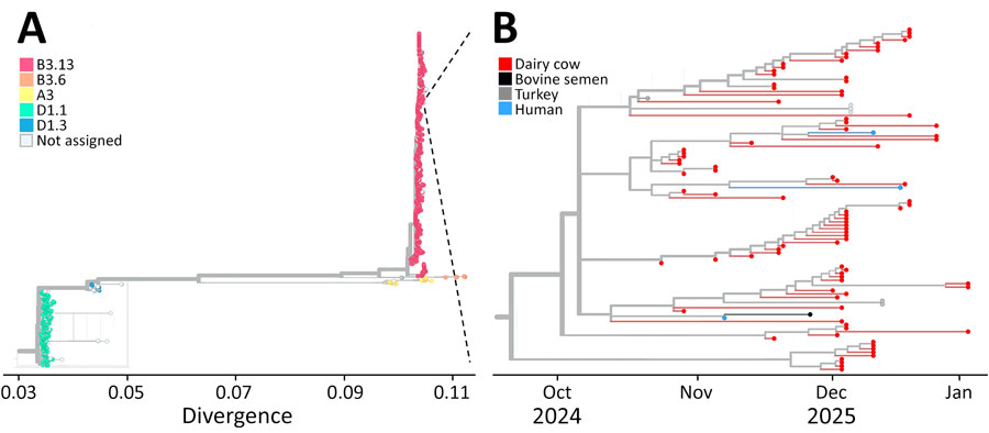 Phylogenetic analysis of partial concatenated genome sequences confirming detection of highly pathogenic avian influenza A(H5N1) virus genotype B3.13 from bovine semen, California, USA, 2024. A) Tree showing broader phylogeny of H5N1 virus genotypes. B) Timescale tree showing closer examination of the virus from bull 1 semen (bovine semen, black line) and closely related virus sequences.