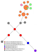 Whole-genome multilocus sequence typing minimum spanning tree in study of outbreak of PVL-encoding MRSA, the Netherlands, 2023–2024. We determined that all MRSA isolates were MLVA type MT2306, complex MC0398, similar to CC398. Tree shows the outbreak isolates of human cases (orange), employee case (pink), and environmental samples (green) clustering with a maximum difference of 12 alleles, confirming a microbiological link between the patients and the environmental samples. National PVL-positive, CC398 MRSA strains (red) and international PVL-positive MRSA ST1232 strains (gray) differ >48 alleles compared with the outbreak strain. The genome from a PVL-negative MC0398-MT2306 (purple) isolate from 2019 differs on 238 alleles from the outbreak isolates; the genome of the PVL-negative MC0398-MT0398 (blue) isolate differs 226 alleles from the outbreak isolates. CC, clonal complex; MLVA, multilocus variable number tandem repeat analysis; MRSA, methicillin-resistant Staphylococcus aureus; PVL, Panton-Valentine leucocidin; ST, sequence type. 