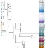 Phylogenetic tree based on core gene alignment for isolated Enterobacter hormaechei species (n = 47) in study of the role of households with children in community spread of multidrug-resistant Enterobacteriaceae, St. Louis, Missouri, USA. Scale bar represents nucleotide substitutions per site. MLST, multilocus sequence type; NA, not available.
