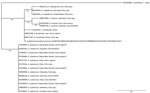Phylogenetic analysis of Ancylostoma spp. in study of A. ceylanicum hookworm, rural Papua New Guinea, 2020. Analysis is based on the internal transcribed spacer sequence regions 1 and 2 and conducted with the maximum-likelihood method, using the Kimura 2-parameter model. Model selection was based on penalized-likelihood information criteria. The phylogenetic tree was visually adjusted using Interactive Tree of Life version 7.2.2 (https://itol.embl.de). Values at branch nodes indicate bootstrap support values (1,000 replicates). A. braziliense was used as an outgroup to root the tree. GenBank accession numbers are shown; asterisks (*) denote sequences identified in this study (accession nos. PV530493–96). We used A. ceylanicum (accession no. PV530497) as a positive control. Dash (–) indicates that no information was available for a particular attribute of the strain. Scale bar represents 0.01 substitutions per site.