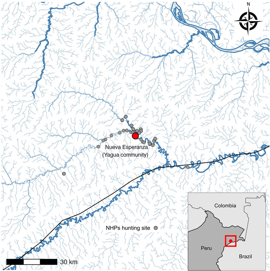 Geographic location of study of zoonotic and anthroponotic Plasmodium spp. circulation between wild primates and Indigenous community, Peruvian Amazon, 2007–2020. Red dot indicates Yagua Indigenous community of Nueva Esperanza, located along the Yavarí-Mirín River near the Peru–Brazil border. Gray dots represent locations of legally hunted nonhuman primates sampled during 2007–2020. Inset map indicates location of community (indicated by red dot in red square) at Peru–Brazil border.