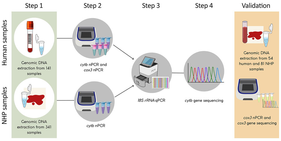 Workflow for molecular detection and validation of Plasmodium spp. infections in study of zoonotic and anthroponotic Plasmodium spp. circulation between wild primates and Indigenous community, Peruvian Amazon, 2007–2020. Schematic of laboratory procedures show DNA extraction and detection of Plasmodium spp. in human and NHP blood samples using qPCR (targeting 18S rRNA gene) and nPCR targeting mitochondrial genes (cytb and cox3). Selected samples underwent sequencing for species confirmation and external validation. cytb, cytochrome oxidase b; cox3, cytochrome c oxidase III; NHP, nonhuman primate; nPCR, nested PCR; qPCR, quantitative PCR.