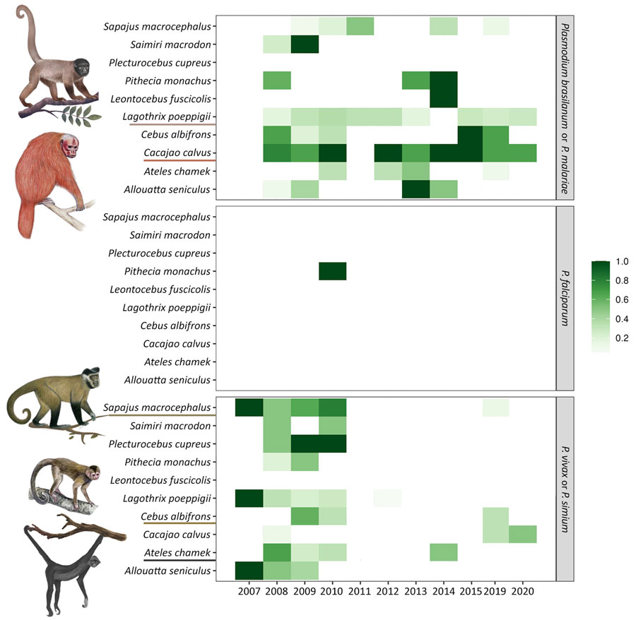 Annual prevalence of Plasmodium spp. infections in wild nonhuman primate species detected in study of zoonotic and anthroponotic Plasmodium spp. circulation between wild primates and Indigenous community, Peruvian Amazon, 2007–2020. Prevalence of cytochrome oxidase b nested PCR–detected infections are shown for 10 nonhuman primate species sampled during 2007–2015, 2019, and 2020 in the Yavarí-Mirín River basin, Loreto region, Peru. Each tile indicates the proportion of infected persons for a given host–parasite pair, by year (shading intensity reflects prevalence). Illustrations and underlining highlight taxa with more stable or recurrent infection patterns.