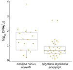Comparison of parasite loads in 2 nonhuman primate species with Plasmodium brasilianum or P. malariae infections in study of zoonotic and anthroponotic Plasmodium spp. circulation between wild primates and Indigenous community, Peruvian Amazon, 2007–2020. Relationship boxplots of log-transformed P. brasilianum or P. malariae DNA concentration in 17 Ucayali bald uakaris (Cacajao calvus ucayalii) and 31 Poeppig’s woolly monkeys (Lagothrix lagothrica poeppigii), highlighting species-specific differences in parasitaemia. Horizontal lines within boxes indicate medians; box tops and bottoms indicate interquartile range (25th–75th percentiles); error bars indicate 1.5 × interquartile range.