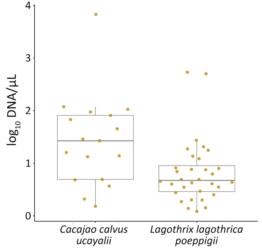 Comparison of parasite loads in 2 nonhuman primate species with Plasmodium brasilianum or P. malariae infections in study of zoonotic and anthroponotic Plasmodium spp. circulation between wild primates and Indigenous community, Peruvian Amazon, 2007–2020. Relationship boxplots of log-transformed P. brasilianum or P. malariae DNA concentration in 17 Ucayali bald uakaris (Cacajao calvus ucayalii) and 31 Poeppig’s woolly monkeys (Lagothrix lagothrica poeppigii), highlighting species-specific differences in parasitaemia. Horizontal lines within boxes indicate medians; box tops and bottoms indicate interquartile range (25th–75th percentiles); error bars indicate 1.5 × interquartile range.