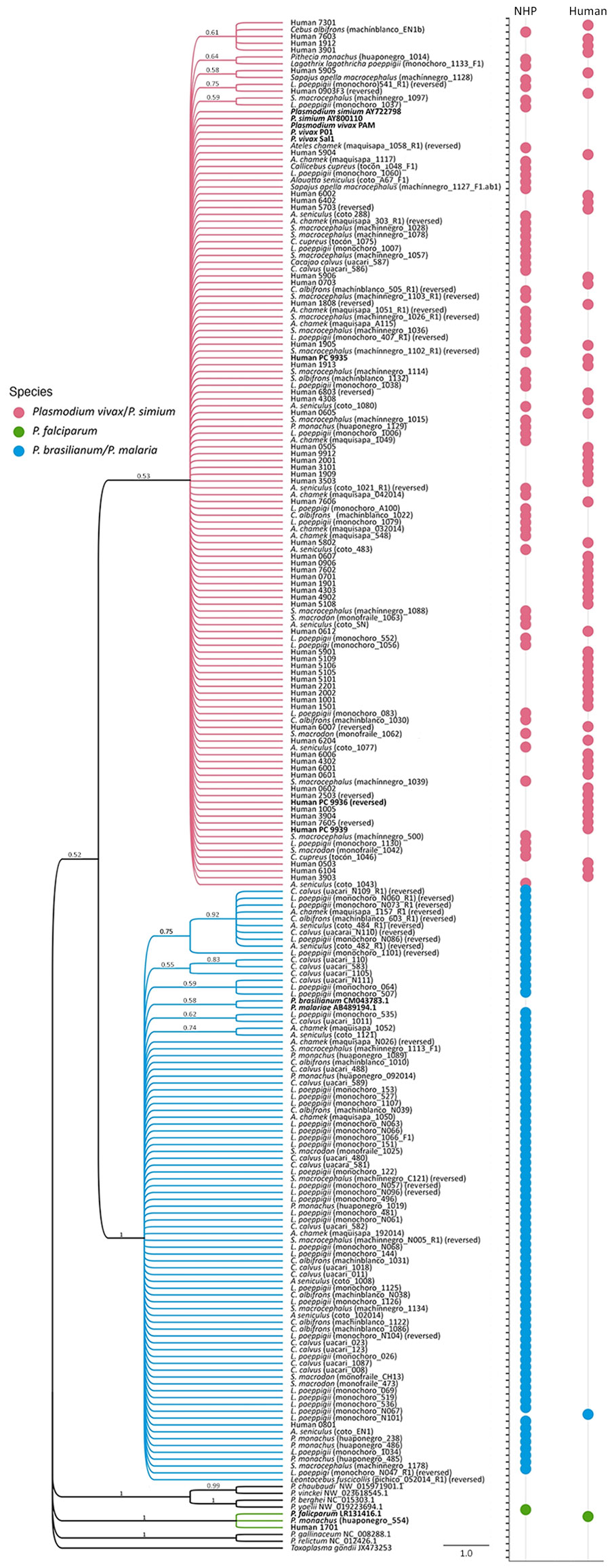 Bayesian phylogeny of Plasmodium spp. from humans and nonhuman primates in study of zoonotic and anthroponotic Plasmodium spp. circulation between wild primates and Indigenous community, Peruvian Amazon, 2007–2020. Phylogenetic tree shows cytochrome oxidase b gene sequences (≈776 bp) obtained from 60 humans and 146 wild nonhuman primates sampled in the Yavarí-Mirín River basin, Loreto region, Peru. Tree reconstructed by using Bayesian inference (209 sequences). Tip symbols denote host origin (human or nonhuman primates) and are color-coded by species: pink, P. vivax or P. simium; blue, P. brasilianum or P. malariae; and green, P. falciparum; black, reference sequences. Bold type indicates sequences from fieldworkers with confirmed P. vivax infection. 