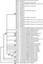 Maximum-likelihood phylogenetic tree (1,000 bootstrap replicates) from study of zoonotic rat lungworm Angiostrongylus cantonensis in black rats, Houston, Texas, 2024. Tree depicts the phylogenetic relationships of A. cantonensis sequences generated from samples in this study and representative sequences of A. cantonensis haplotypes from the United States and globally. Sequences generated in the study are labeled HZR and were deposited into GenBank (accession nos. PQ556202–29). Reference sequences are identified by GenBank accession number and location.