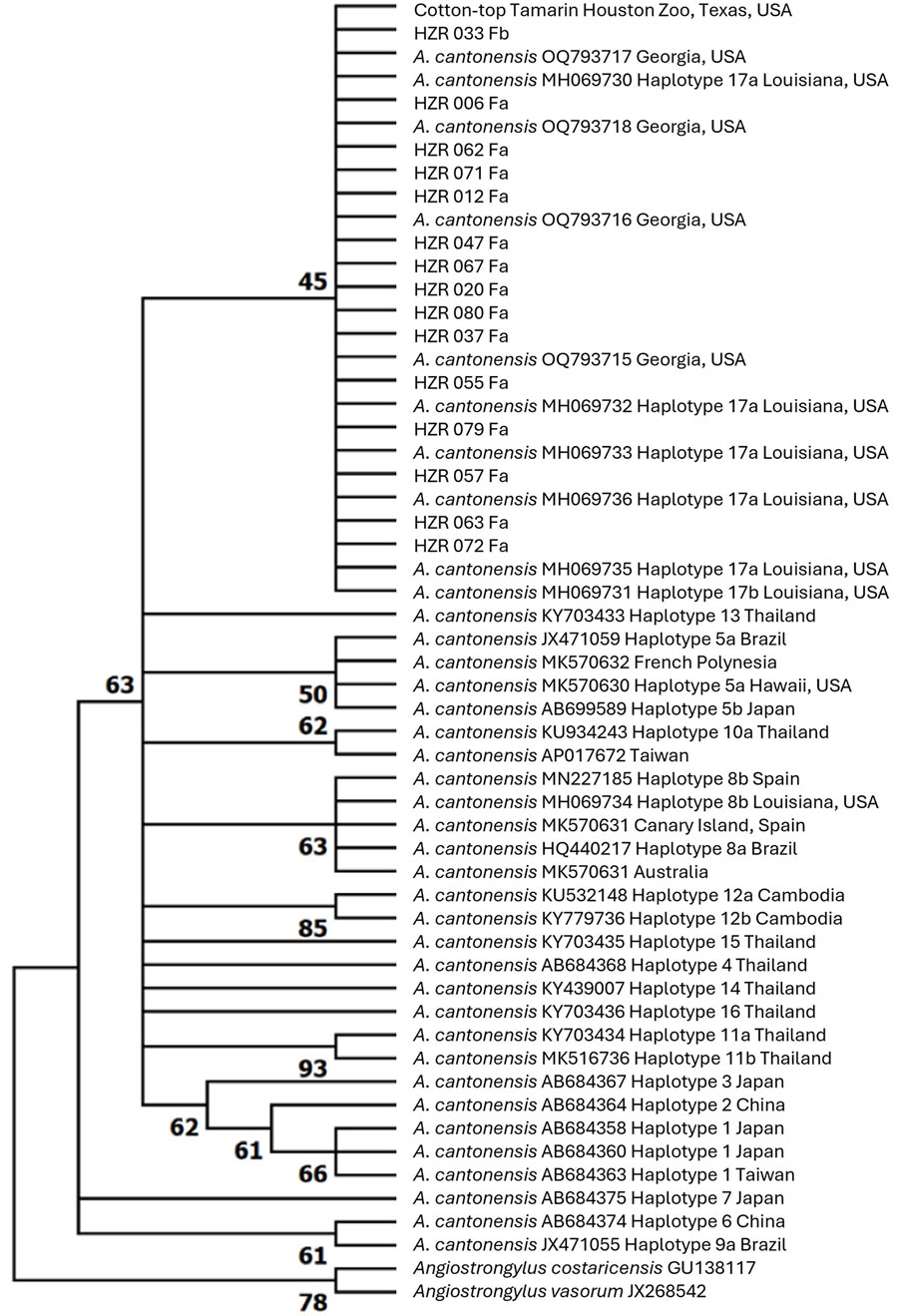 Maximum-likelihood phylogenetic tree (1,000 bootstrap replicates) from study of zoonotic rat lungworm Angiostrongylus cantonensis in black rats, Houston, Texas, 2024. Tree depicts the phylogenetic relationships of A. cantonensis sequences generated from samples in this study and representative sequences of A. cantonensis haplotypes from the United States and globally. Sequences generated in the study are labeled HZR and were deposited into GenBank (accession nos. PQ556202–29). Reference sequences are identified by GenBank accession number and location.