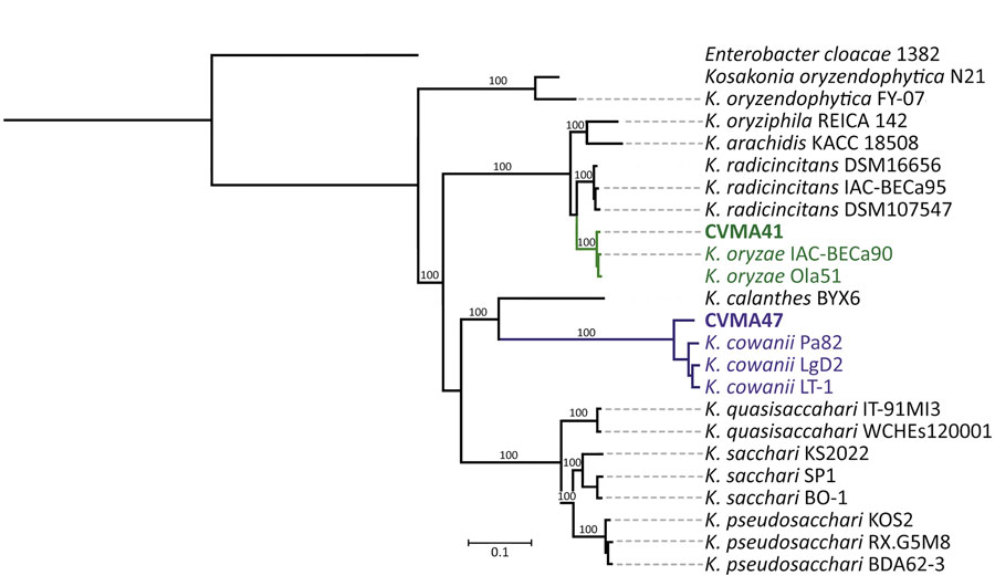 Data from a study of 2 cases of posttraumatic Kosakonia infection, Argentina, 2023. Maximum-likelihood phylogeny calculated using 1,214,977 single-nucleotide variants from a core-gene alignment of 3,232 genes from genomes of Kosakonia-described species with 1,000 bootstraps. Green indicates CVMA41 clusters, violet indicates CVMA47 clusters. Tree rooted in an Enterobacter cloacae genome included as an outgroup. Scale bar indicates substitutions per site.