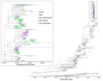 Maximum-likelihood time-resolved phylogenetic tree from study of household transmission of enterovirus D68, Washington and Oregon, United States, 2022–2024. Tree shows study samples from Washington and Oregon and publicly available global sequences. Inset shows a divergence tree by substitutions per site. Purple and green boxes around tips highlight close clustering of sequences from the same household.