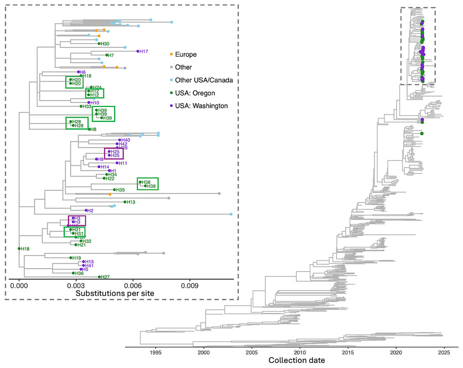 Maximum-likelihood time-resolved phylogenetic tree from study of household transmission of enterovirus D68, Washington and Oregon, United States, 2022–2024. Tree shows study samples from Washington and Oregon and publicly available global sequences. Inset shows a divergence tree by substitutions per site. Purple and green boxes around tips highlight close clustering of sequences from the same household.