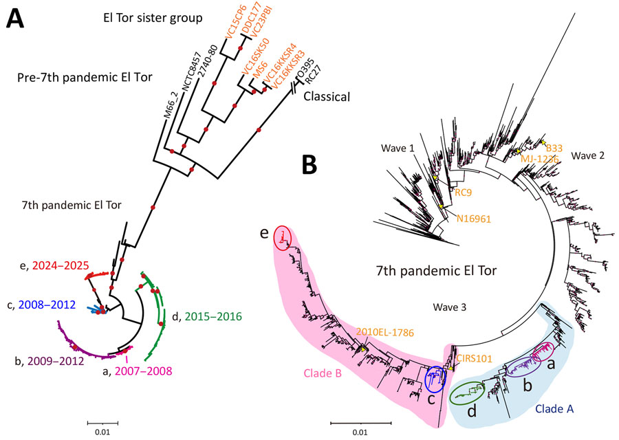 Maximum-likelihood phylogenetic trees of Vibrio cholerae O1 isolates reconstructed for study of repeated extraneous introductions of cholera, Thailand, 2007–2025. A) Phylogenetic relationships of 157 Thailand isolates and 11 representative O1 reference strains. Seven Thailand isolates (orange) belong to the El Tor Sister group lineage. The 7th pandemic El Tor lineage is divided into 5 distinct clusters (a–e), color-coded by isolation period: red-purple (cluster a, 2007–2008), blue-purple (cluster b, 2009–2010), blue (cluster c, 2011–2012), green (cluster d, 2015–2016), and red (cluster e, 2024–2025). B) Detailed phylogeny of the 7th pandemic El Tor lineage incorporating 150 Thailand isolates and 1,425 global genomes. Yellow labels explicitly identify the global reference strains (e.g., N16961, CIRS101) used in the analysis to provide genomic context for the Thailand clades. Light blue shaded region highlights clade A; light pink shaded region highlights clade B. Both were selected for molecular clock analysis. Outbreak-associated Thailand clades (TH1–TH4) are nested within these broader genomic groups. Both trees were reconstructed using maximum-likelihood estimation based on high-quality core genome single-nucleotide polymorphisms and visualized using Interactive Tree of Life (https://itol.embl.de). Dots on the branches indicate bootstrap values >80%.