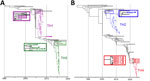Temporal signal and divergence dating of Thailand Vibrio cholerae O1 isolates during the seventh pandemic from study of repeated extraneous introductions of cholera, Thailand, 2007–2025. Maximum clade credibility trees for clade A (panel A) and clade B (panel B) were reconstructed using a relaxed molecular clock (log-normal distribution) and a coalescent exponential population model. For clade A (n = 254; DRR189295 excluded), sampling years covered 1992–2019; for clade B (n = 417; ERR2265665 and DRR189283 excluded), sampling years covered 1992–2025. Both clades demonstrated strong temporal signals, confirmed by root-to-tip regression analysis (R2 > 0.91) (Appendix 2, Figure 2) and showed strong statistical support with effective sample size values >200. Temporal estimates suggest interregional transmission during the pandemic and highlight the preservation of specific genetic traits within Thailand populations, supporting the inferred lineage connections. Different colors indicate distinct clades, and stars indicate strains with characteristic genomic features.