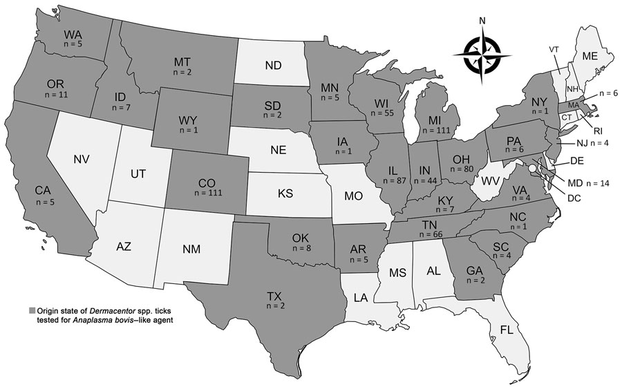 Number and geographic distribution of Dermacentor spp. ticks collected from dogs and cats and tested by real-time PCR (AboviTM assay) for Anaplasma bovis–like agent, United States. Ticks were collected at veterinary clinics across the country during 2021–2023 and shipped to the Oklahoma State University College of Veterinary Medicine Show Us Your Ticks program (https://www.showusyourticks.org), where staff morphologically identified ticks and stored in 70% ethanol at −20°C until dissection and DNA extraction in this study.