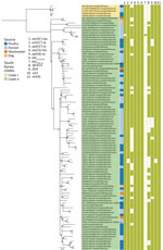 Maximum-likelihood phylogenetic tree for 102 isolates from study of multiple introductions and cross-sector transmission of Salmonella enterica serovar Infantis carrying blaCTX-M-65 gene, South Korea, 2022–2024. South Korea clades I and II were defined as the 2 major groups observed in the midpoint-rooted phylogeny. Antimicrobial resistance genes are annotated. Numbers at nodes indicate bootstrap support values >90%. Pairwise single-nucleotide polymorphism distances within and between clades are available in Appendix Figure 1. Scale bar indicates nucleotide substitutions per site.