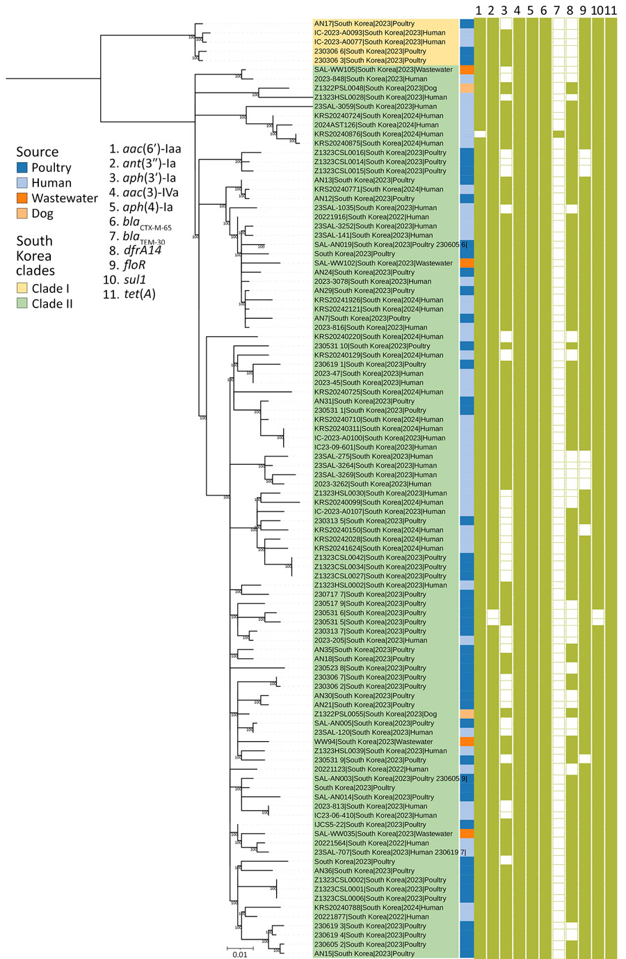 Maximum-likelihood phylogenetic tree for 102 isolates from study of multiple introductions and cross-sector transmission of Salmonella enterica serovar Infantis carrying blaCTX-M-65 gene, South Korea, 2022–2024. South Korea clades I and II were defined as the 2 major groups observed in the midpoint-rooted phylogeny. Antimicrobial resistance genes are annotated. Numbers at nodes indicate bootstrap support values >90%. Pairwise single-nucleotide polymorphism distances within and between clades are available in Appendix Figure 1. Scale bar indicates nucleotide substitutions per site.