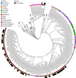 Global phylogenetic placement of isolates from study of multiple introductions and cross-sector transmission of Salmonella enterica serovar Infantis carrying blaCTX-M-65 gene, South Korea, 2022–2024. The cladogram was inferred from the global whole-genome single-nucleotide polymorphism dataset, and branches without South Korea isolates were collapsed for clarity. The inner ring denotes country of origin, and the outer ring denotes isolates sequenced in this study. Numbers at nodes indicate FastTree (23) support values >0.9.
