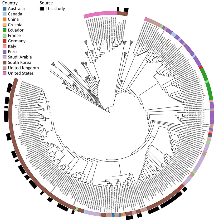 Global phylogenetic placement of isolates from study of multiple introductions and cross-sector transmission of Salmonella enterica serovar Infantis carrying blaCTX-M-65 gene, South Korea, 2022–2024. The cladogram was inferred from the global whole-genome single-nucleotide polymorphism dataset, and branches without South Korea isolates were collapsed for clarity. The inner ring denotes country of origin, and the outer ring denotes isolates sequenced in this study. Numbers at nodes indicate FastTree (23) support values >0.9.