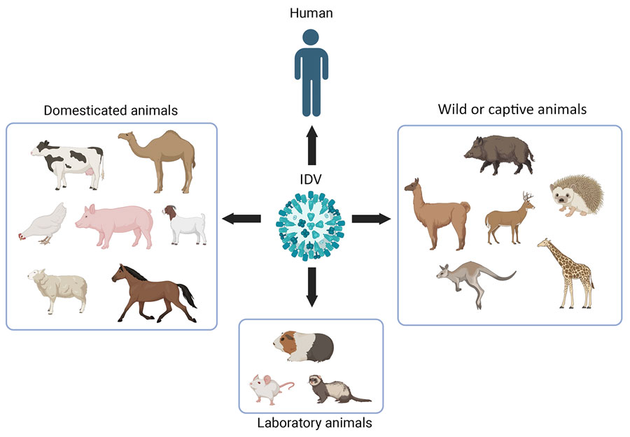 Schematic illustration of the host range of IDV. Natural infections have been confirmed through the detection of virus genomic RNA, virus isolation, or the presence of IDV antibodies in domestic animals, wild animals, captive animals, and humans (9–13). Clinically apparent infections have been observed in laboratory animals, including ferrets, guinea pigs, and mice, that have been exposed to IDV in laboratory experiments (14). Figure created in BioRender (https://biorender.com/uxr6kea). IDV, influenza D virus.