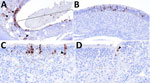Distribution of influenza A virus nucleoprotein (NP) antigen in the ethmoids of pigs in study of systemic distribution and protracted detection of highly pathogenic avian influenza A(H5N1) clade 2.3.4.4b genotype D1.2 virus in swine after experimental inoculation. At 5 days postinoculation, NP antigen (brown) was detected within the epithelial layer in areas of erosion (brace) and fila olfactoria (panel A, arrowheads; animal no. 641; original magnification ×200) and without (panel B; animal no. 647; original magnification ×200) notable loss of cilia of the ethmoid. Immunolabeling was detected in cells with morphologies consistent with olfactory sensory neurons (panel C; animal no. 642; original magnification ×400) and, rarely, the epithelium of Bowman’s gland (panel D; animal no. 642; original magnification ×400).