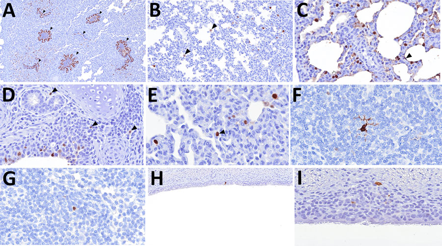 Distribution of influenza A virus nucleoprotein (NP) antigen in the lower respiratory tract and tracheobronchial lymph node of pigs in study of systemic distribution and protracted detection of highly pathogenic avian influenza A(H5N1) clade 2.3.4.4b genotype D1.2 virus in swine after experimental inoculation. At 5 days postinoculation, NP antigen (brown) was detected within the lower respiratory tract and associated lymphoid tissue. Immunolabeling in the lung was detected in the epithelium of conducting airways (panel A, arrowheads; animal no. 647; original magnification ×200), pulmonary alveolar macrophages (panel B; animal no. 645; original magnification ×200) lining the alveolar septa (arrowhead) and type II pneumocytes (brace), probable leukocytes within the bronchus-associated lymphoid tissue (panel D, arrowheads; animal no. 648; original magnification ×400), and leukocytes within the alveolar septa (panel E, arrowhead; animal no. 646; original magnification ×600). Viral antigen was also detected in the nucleus of leukocytes with morphologies consistent with an antigen-presenting leukocyte (panel F; animal no. 645; original magnification ×400) and lymphocyte (panel G; animal no. 646; original magnification ×600) in the tracheobronchial lymph node. NP antigen was only occasionally detected in the epithelial (panel H; animal no. 645; original magnification ×400) and submucosal (panel I; animal no. 643; original magnification ×600) layers of the trachea.