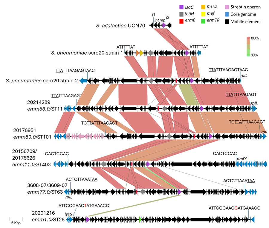 Alignments of 5 different group A Streptococcus lsaC-carrying accessory elements from study of repeated acquisitions of lsaC and tandem lsaE-lnuB resistance genes. Alignments include a partial element from S. agalactiae strain UCN70 (6) and 2 complete elements recently described in pneumococci (9). The j1 and j2 (junctions 1 and 2) sequences depict 24–25 bp sequences that demarcate a 5,258–5,816 bp mobilizable lsaC-carrying cassette that is highly conserved between all of the strains shown except for iGAS strain 20201216 (Appendix Figure 1, panel B). The 8–18 bp target sequence repeat flanking each complete element shown is perfect except in strain 20201216 (nonconserved base in red font). Underlined text indicates the stop codon of the rplL gene in 4 strains (including S. pneumoniae strain 2). The insertion within strain 20156709/20175626 targeted an 8-bp internal sequences within the rlmD gene, resulting in a truncated allele, rmlD’; the insertion within strain 20201216 targeted an 18-bp internal sequence within the lysS gene, resulting another truncated allele, lysS’. Scale bar indicates 5,000 base pairs. ST, sequence type.
