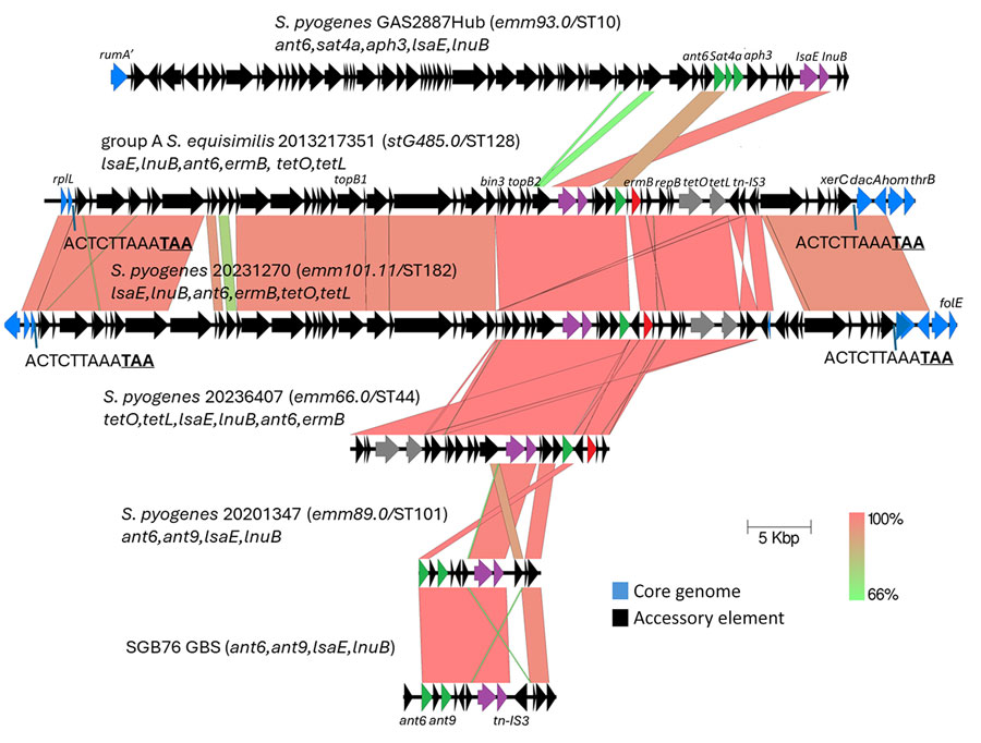 Alignment of complete lsaE-carrying elements from study of repeated acquisitions of lsaC and tandem lsaE-lnuB resistance genes by group A Streptococcus. Alignments shown are from group A ABCs strains 2013217351 and 20231270 with partial elements from strains 20236407 and 20201347. Also included are complete elements from GAS2887Hub (8) and GBS strain SGB76 (GenBank accession no. KF772204). Antimicrobial resistance genes include 3 aminoglycoside 6-adenyltransferase genes (ant6, aph3, and ant9), and the streptothricin acetyltransferase gene aph3. Prokka annotations include topB (DNA topoisomerase genes), bin3 (DNA invertase gene), repB (DNA replication gene), tn-IS3 (IS3 family transposase gene), and xerC (tyrosine recombinase gene). Underlined bold text indicates the stop codon of the rplL gene in 2 strains. Scale bar indicates 5,000 base pairs. ABCs, Active Bacterial Core surveillance; sero, serotype; ST, sequence type.
