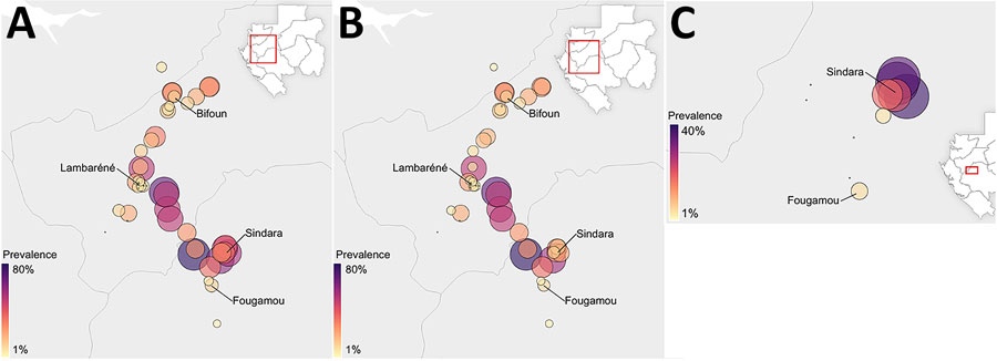 Geographic distribution of skin-dwelling filariae in central Gabon in study of molecular epidemiology of skin-dwelling filariae and risk factors for Mansonella streptocerca infection, Gabon. A) Overall filarial DNA prevalence; B) distribution of M. streptocerca nematodes; and C) distribution of O. volvulus nematodes, showing a focal hotspot around Sindara. Each circle represents 1 sampling area; size and color correspond to prevalence. Inset maps show locations of corresponding area in Gabon.