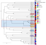 Wickerhamomyces anomalus isolates in study of invasive W. anomalus infections among injecting drug users, France, 2012–2024. Dendrogram was created by of 49 W. anomalus isolates genotyped using a 12-marker short tandem repeat approach. The P column indicates the IDU status of the patient from whom each isolate originated. The H column denotes hospital of origin for hospitals contributing >2 isolates. Blue shaded area indicates cluster of 7 IDU-associated isolates. Matching colored shading on isolate names indicates those isolates belong to the same patient. Numbers at nodes indicate bootstrap values. Scale bar represents the Bruvo genetic distance (short tandem repeat differences). IDU, injecting drug use.