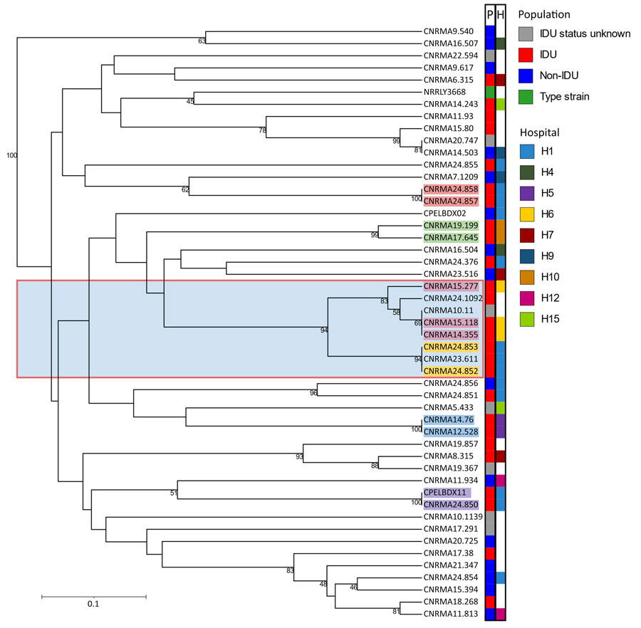 Wickerhamomyces anomalus isolates in study of invasive W. anomalus infections among injecting drug users, France, 2012–2024. Dendrogram was created by of 49 W. anomalus isolates genotyped using a 12-marker short tandem repeat approach. The P column indicates the IDU status of the patient from whom each isolate originated. The H column denotes hospital of origin for hospitals contributing >2 isolates. Blue shaded area indicates cluster of 7 IDU-associated isolates. Matching colored shading on isolate names indicates those isolates belong to the same patient. Numbers at nodes indicate bootstrap values. Scale bar represents the Bruvo genetic distance (short tandem repeat differences). IDU, injecting drug use.