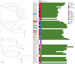 Phylogenetic tree of Wickerhamomyces anomalus isolates in study of invasive W. anomalus infections among injecting drug users, France, 2012–2024. Tree is based on genomewide SNPs from 53 W. anomalus isolates collected in the study and 11 publicly available genomes (isolate names starting with SRR) and was developed by neighbor-joining method. The P column indicates the IDU status of the patient from whom each isolate originated. The C column denotes phylogenetic clade. Matching colored shading on isolate names indicates those isolates belong to the same patient. Green bars represent assembled genome size of 13.9–29.7 Mb. Variation in assembly size reflects levels of genomic heterozygosity: isolates with extensive loss of heterozygosity (clade 1) have smaller assemblies caused by haplotype collapse, whereas highly heterozygous isolates have larger assemblies with uncollapsed haplotypes. Numbers at nodes indicate bootstrap values. Scale bar represents genetic distance (proportion of differing SNPs). IDU, injecting drug use; SNP, single-nucleotide polymorphism.