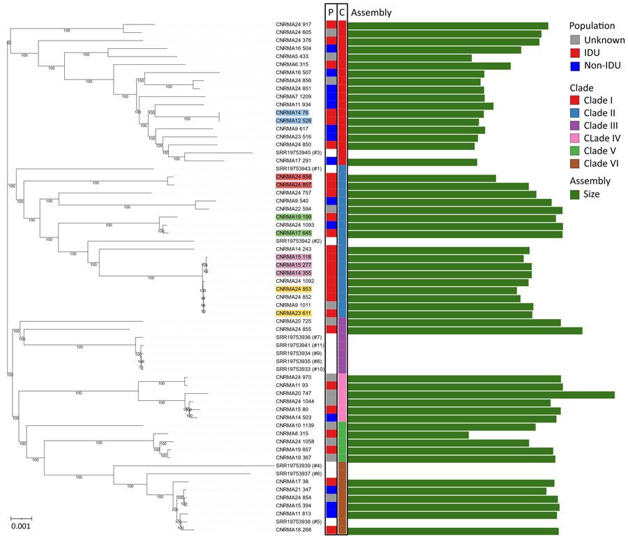 Phylogenetic tree of Wickerhamomyces anomalus isolates in study of invasive W. anomalus infections among injecting drug users, France, 2012–2024. Tree is based on genomewide SNPs from 53 W. anomalus isolates collected in the study and 11 publicly available genomes (isolate names starting with SRR) and was developed by neighbor-joining method. The P column indicates the IDU status of the patient from whom each isolate originated. The C column denotes phylogenetic clade. Matching colored shading on isolate names indicates those isolates belong to the same patient. Green bars represent assembled genome size of 13.9–29.7 Mb. Variation in assembly size reflects levels of genomic heterozygosity: isolates with extensive loss of heterozygosity (clade 1) have smaller assemblies caused by haplotype collapse, whereas highly heterozygous isolates have larger assemblies with uncollapsed haplotypes. Numbers at nodes indicate bootstrap values. Scale bar represents genetic distance (proportion of differing SNPs). IDU, injecting drug use; SNP, single-nucleotide polymorphism.