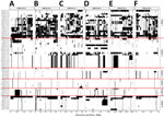 Genomewide loss of heterozygosity distribution across 6 chromosomes of Wickerhamomyces anomalus fungi in study of invasive W. anomalus infections among injecting drug users, France, 2012–2024. We analyzed 53 W. anomalus isolates collected in this study and 11 publicly available genomes, grouped by phylogenetic clade. Chromosomes are CM033145.1 (A), CM033146.1 (B), CM033147.1 (C), CM033148.1 (D), CM033149.1 (E), and CM033150.1 (F). Red lines indicate clades. Black indicates loss of heterozygosity (LOH); gray, insufficient variant coverage; white (no color), heterozygosity. LOH patterns vary extensively within and between clades. Clade 1 (top) exhibits high levels of LOH and substantial variation between isolates. Other clades show more moderate and heterogeneous LOH distributions. Some isolates within a clade share similar patterns; others display distinct profiles.
