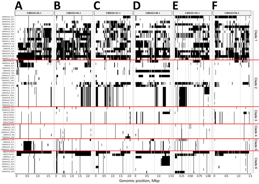 Genomewide loss of heterozygosity distribution across 6 chromosomes of Wickerhamomyces anomalus fungi in study of invasive W. anomalus infections among injecting drug users, France, 2012–2024. We analyzed 53 W. anomalus isolates collected in this study and 11 publicly available genomes, grouped by phylogenetic clade. Chromosomes are CM033145.1 (A), CM033146.1 (B), CM033147.1 (C), CM033148.1 (D), CM033149.1 (E), and CM033150.1 (F). Red lines indicate clades. Black indicates loss of heterozygosity (LOH); gray, insufficient variant coverage; white (no color), heterozygosity. LOH patterns vary extensively within and between clades. Clade 1 (top) exhibits high levels of LOH and substantial variation between isolates. Other clades show more moderate and heterogeneous LOH distributions. Some isolates within a clade share similar patterns; others display distinct profiles.