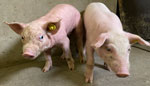 Case (left) and healthy control (right) piglets of ≈2.5 weeks of age in study of multifarm outbreak of novel parvovirus in pigs associated with exophthalmos and erythema, the Netherlands, 2024. Case piglet is shown to exhibit exophthalmos, strabismus, skin wrinkling, alopecia, and generalized erythema.
