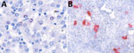 In situ hybridization from study of multifarm outbreak of novel parvovirus in pigs associated with exophthalmos and erythema, the Netherlands, 2024. A) Hepatocytes with red coloring depict Protoparvovirus nucleic acids, indicating focal presence of viral nucleic acids in nuclei of hepatocytes. In the center, viral DNA is present with 2 excentric foci in a cell nucleus, indicative of viral DNA presence in a cell in mitosis (brightfield scan of histology slide, 40× objective magnification [0,19 µm/pixel]). B) In situ hybridization of swine testicular cell line infected with protoparvovirus. Original magnification 10×10.