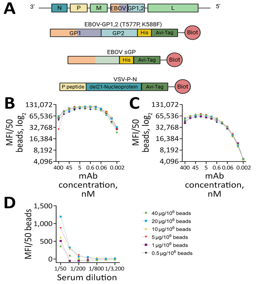 Antigen selection and assay optimization for study of development of multiplex assay to confirm Ebola vaccination. A) Schematic illustration of the rVSV∆G-ZEBOV-GP genome and proteins used in the assay design. Orange indicates the shared portion in GP1 and sGP. del21-nucleoprotein denotes the deletion of the N terminal 21 amino acids of VSV nucleoprotein. B–D) The effect of coupling protein concentration on detection was measured as MFI/50 beads by using mAb114 for EBOV GP1,2 (B) and EBOV sGP (C) and a serum sample from an ERVEBO vaccinee for VSV-P-N (D). Figure created using BioRender (https://www.biorender.com). Avi-tag, Avidin tag; Biot, protein biotinylation; EBOV, Ebola virus; GP, glycoprotein; His-tag, histidine tag; L, large RNA polymerase; M, matrix; mAB, monoclonal antibody; MFI, mean fluorescence intensity; N, nucleocapsid; P, phosphoprotein; P peptide, the first 60 amino acids of the VSV phosphoprotein; rVSV∆G-ZEBOV-GP, recombinant vesicular stomatitis virus where VSV glycoprotein G gene is deleted and replaced with the Ebola virus glycoprotein gene; sGP, secreted glycoprotein; VSV, vesicular stomatitis virus; VSV-P-N, vesicular stomatitis virus nucleoprotein N-terminally fused with P peptide.