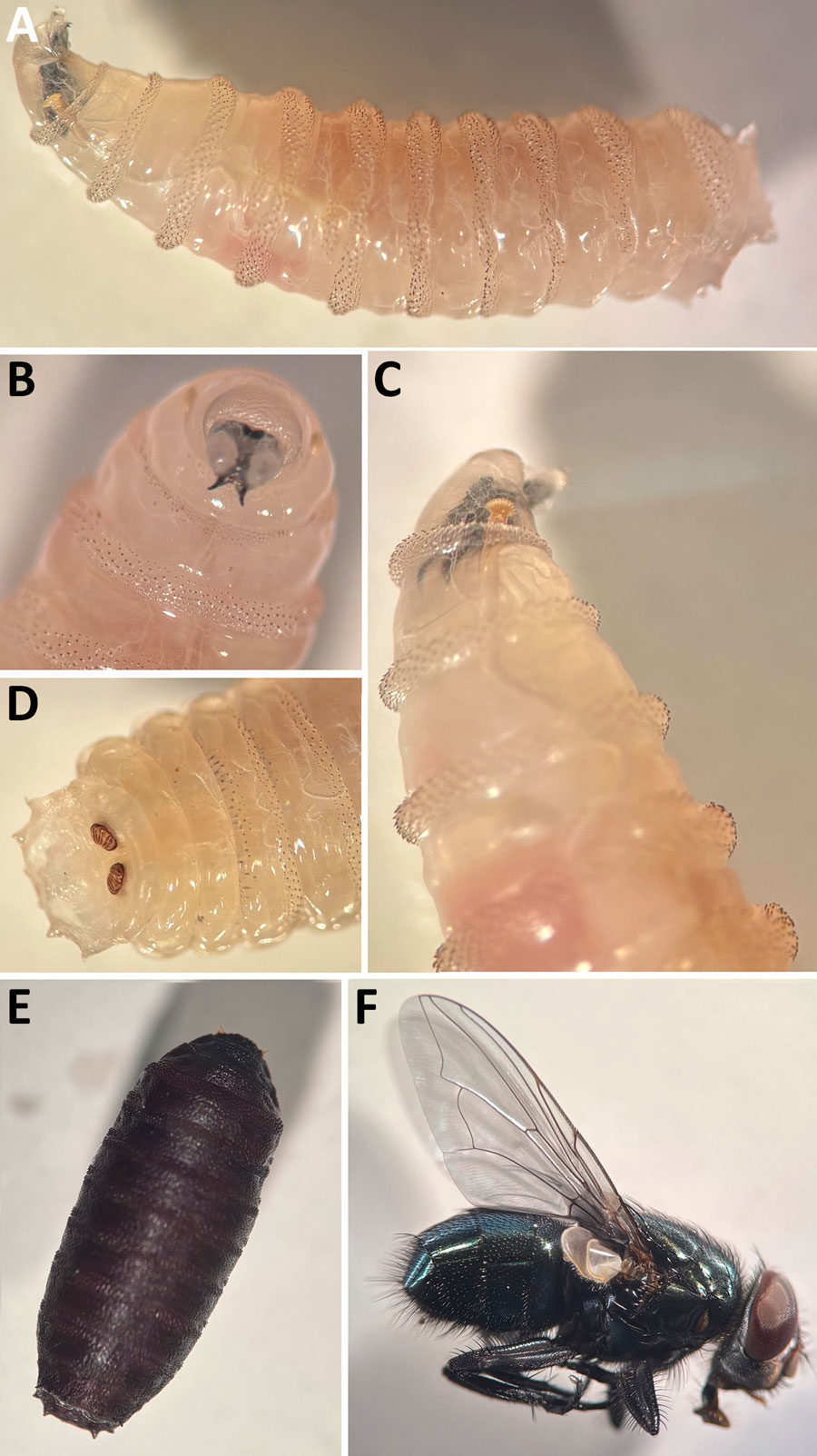 Development of black blow fly (Phormia regina) from larvae collected from case-patient 2 in pair of Ignatzschineria spp. bacteremia cases in persons experiencing homelessness, Vancouver, British Columbia, Canada, 2025. A–D) Third instar. E) Pupa. F) Adult. Key features of P. regina larvae include segmental spines (A), cephalopharyngeal skeleton (B), anterior spiracle (C), and peritremes (D).