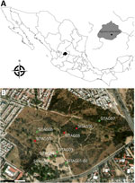 Locations of collection sites in study of Borrelia turicatae in ticks from animals in a public park, Aguascalientes, Mexico. A) Location of the state of Aguascalientes (black shading) in Mexico; inset at right shows the approximate location of the city of Aguascalientes (black dot). Map created using QGIS version 3.34 (https://qgis.org). B) Terrain map of La Pona Park in Aguascalientes. Green dots indicate collection sites where ticks were captured (SITAG01–07, 21°53′10.6” N 102°15′59.6” W; 21°53′13.4” N 102°16′01.7” W; 21°53′12.5” N 102°16′02.1” W; 21°53′18.2” N 102°16′06.6” W; 21°53′20.9” N 102°15′51.5” W; 21°53′11.1” N 102°16′03.1” W). Red dots indicate the 3 collection sites for resident fauna (SITAG08, 21°53′18” N, 102°16′00” W; SITAG09, 21°53′19” N, 102°15′57” W; SITAG10, 21°53′16” N, 102° 16′ 07” W). Map created using the ArcGIS imagery basemap (https://services.arcgisonline.com/ArcGIS/rest/services/World_Imagery/MapServer). 