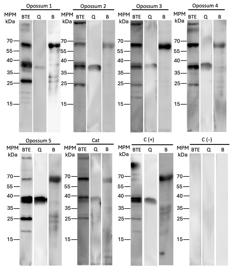 Immunoblot results assessing antibody responses in study of Borrelia turicatae in ticks from animals in a public park, Aguascalientes, Mexico. Images show responses in opossums and a feral cat captured in La Pona Park, along with mouse controls. C (+) is an immunoblot using a serum sample from a positive control mouse infected with B. turicatae. C (–) is from a negative control (serum from a nonexposed mouse). We used recombinant horseradish peroxidase protein A/G (Thermo Fisher Scientific, https://www.thermofisher.com) as the secondary ligand for the detection of both opossum and cat antibodies. BTE, B. turicatae protein extracts; Q, recombinant GlpQ; B, B. turicatae recombinant BipA. 