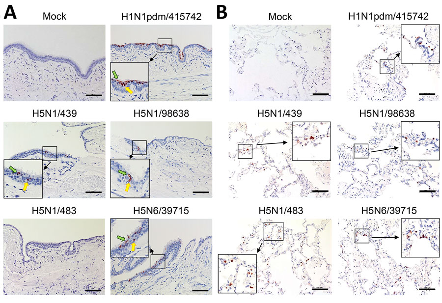 Immunohistochemical stain of nucleoprotein from samples in a study of tropism and replication competence of cattle influenza A(H5N1) genotype B3.13 virus in human bronchus and lung tissue. Formalin-fixed, paraffin-embedded sections of human bronchus (A) and lung (B) tissue explants at 48 hours postinfection are shown. Cells positive for influenza A nucleoprotein are indicated by red-brown color. Green arrows indicate ciliated cells; yellow arrows indicate nonciliated cells. Images are representatives of 3 separate donors. Cattle influenza A(H5N1) genotype B.13 virus strains A/dairy_cow/Ohio/B24OSU-439/2024 (H5N1/439) and A/dairy_cow/Texas/98638/2024 (H5N1/98638) are compared with historical human isolates of highly pathogenic avian influenza strains H5N1/483, H5N6/39715, and H1N1pdm/415742 (Appendix Tables 1, 2). Scale bars indicate 100 μm.