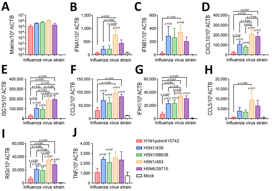 Cytokine and chemokine mRNA expressions in a study of tropism and replication competence of cattle influenza A(H5N1) genotype B3.13 virus in human lung tissue. A) Matrix gene; B) INFA1; C) INFB1; D) CXCL10; E) ISG15; F) CCL2; G) IFIH1; H) CCL5; I) RIGI; J) TNF. Expressions measured at 48 hours postinfection. Data were pooled from >3 independent experiments. Bars indicate mean, whiskers indicate SD. Statistical significance was calculated by using 1-way analysis of variance with Tukey’s post-hoc test. Statistical significance is in comparison with mock. ACTB, beta-actin; CCL, C-C motif chemokine ligand; CXCL, C-X-C motif chemokine ligand; IFIH, interferon induced with helicase C domain; INFA, interferon alpha; INFB, interferon beta; ISG, interferon-stimulated gene; RIGI, retinoic acid–inducible gene; TNF, tumor necrosis factor.