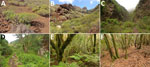 Examples of sampling sites for definitive, intermediate, and paratenic hosts used in a predictive approach to mapping Angiostrongylus cantonensis nematode distribution, Canary Islands, Spain. Hosts were collected and sampled in 2022 on Tenerife. A, B) Xeric vegetation types, including bare volcanic rocks with scattered succulents (A) and sparse xerophytic bushland (B). C, D) Bush vegetation, including continuous bush without tree cover (C) and continuous bush interspersed with isolated trees (D). E, F) Laurel forest in Anaga, Tenerife.