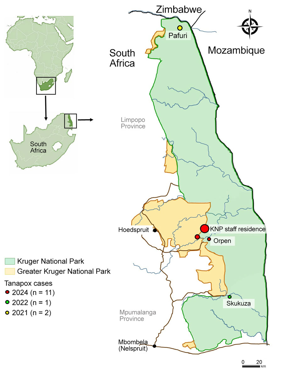 Locations of cases in a cluster of human tanapox cases in wildlife reserve, South Africa, 2024. Of 11 cases in 2024, nine were laboratory confirmed by PCR and sequencing, and 2 were suspected on the basis of clinical symptoms and epidemiologic links. In addition, one case was laboratory-confirmed in 2022. We also retrospectively identified 2 suspected cases from 2021 on the basis of lesion features, clinical symptoms, and suitable environmental parameters. Insets show location of KNP within South Africa and the continent. KNP, Kruger National Park.