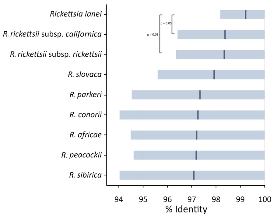 Sequence similarity of microbial cell-free DNA amplified and sequenced from a patient in Oregon, USA, to multiple Rickettsia spp. The sequences showed highest sequence similarity (99.2% mean identity) to the recently published R. lanei genome assembly (GenBank accession no. CP172233). Means (dark blue lines) and 10th–90th percentiles (light blue shading) of BLAST percentage identity of 967 sequencing reads were calculated for the most similar genome assemblies of related Rickettsia species in a custom microbial sequence database. p values indicated for significant differences between R. lanei and R. rickettsii subsp. californica and R. rickettsii subsp. rickettsii. p values of <10–6 were obtained by nonparametric (Wilcoxon signed-rank) and parametric (Student t) tests. For each pair, we compared the distribution of percentage identity values, penalized for partial alignment, and with lack of alignment filled in with a subthreshold value of 75%.