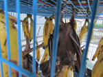 Rousettus amplexicaudatus bats, a frugivorous species collected during study of zoonotic Pteropine orthoreovirus in R. amplexicaudatus fruit bats, Indonesia.