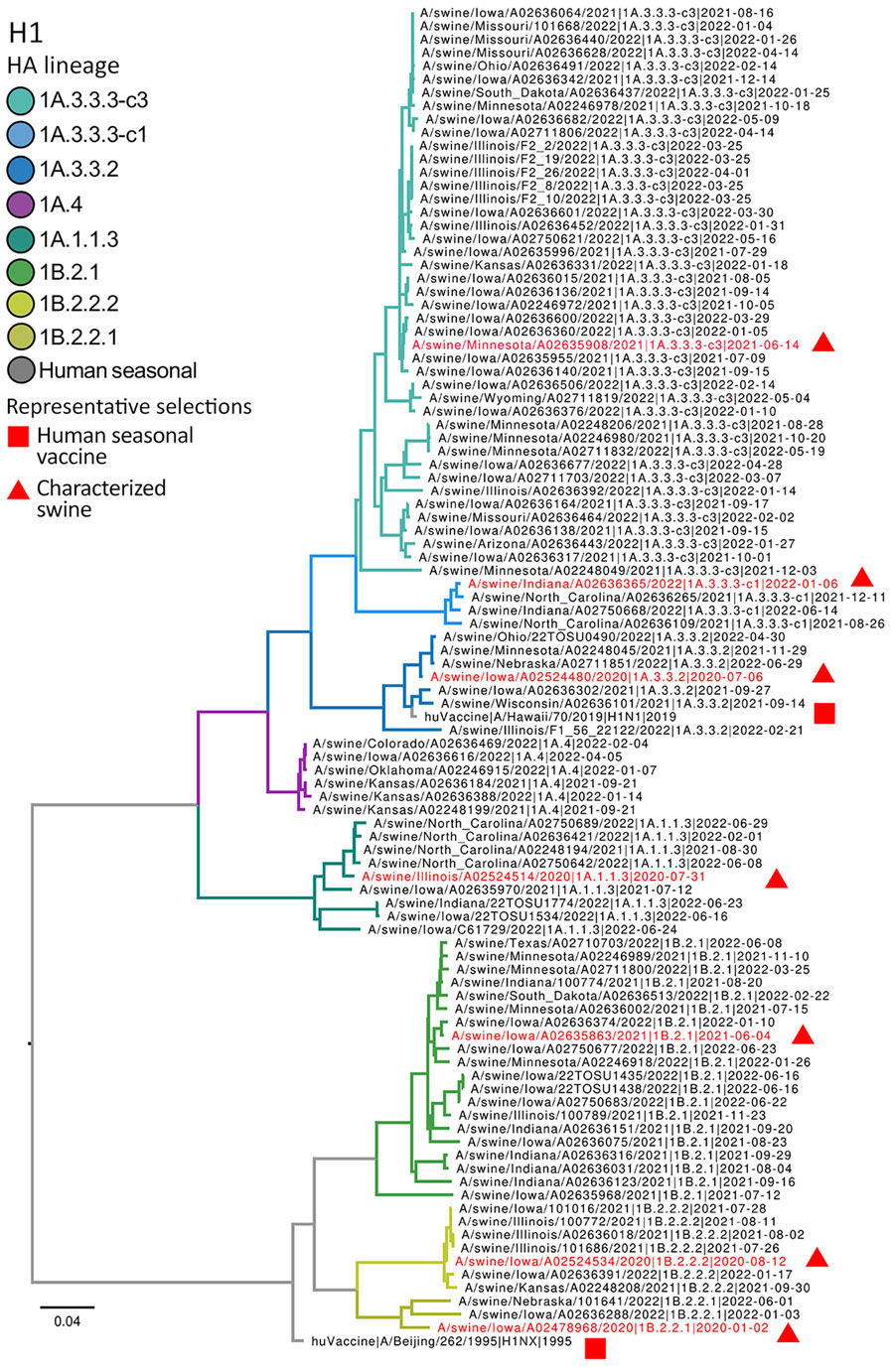 Maximum-likelihood phylogeny of swine and human influenza H1 HA genes from study of occupationally exposed and general population antibody profiles to influenza A viruses circulating in swine as indication of zoonotic risk. Two major H1 HA lineages in US swine resulted from independent introductions of H1N1 and H1N2 viruses from humans to swine and are grouped by the 1A and 1B lineage designations. Each lineage is divided and colored by statistically supported clades: 1A.1.1.3, 1A.3.3.2, 1A.3.3.3-c1, 1A.3.3.3-c3, 1A.4; and 1B.2.1, 1B.2.2.1, and 1B.2.2.2. Triangles and squares annotate selected reference and test antigens. HA, hemagglutinin.
