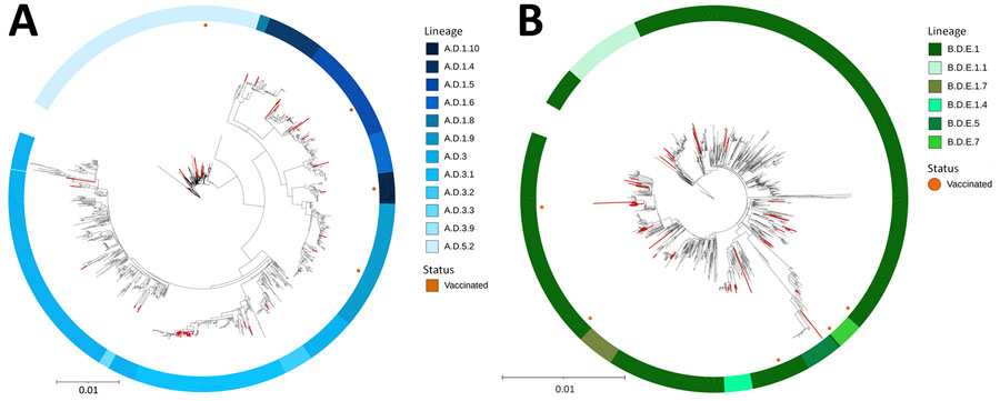 Maximum-likelihood phylogenetic trees of respiratory syncytial virus (RSV) A and RSV-B sequences from adults with RSV infection in Georgia, USA, 2024–2025. A) RSV-A sequences mainly clustered within lineages A.D.3.1 and A.D.5.2. B) RSV-B sequences mainly clustered within lineage B.D.E.1. There was limited clustering of the Georgia sequences obtained in this study (red branches), and RSV sequences from vaccinated persons (orange dots) were distributed throughout the tree. For ease of visualization, Panel B of this figure omits lineage B.D.4.1.1; that lineage is included in Appendix 1 Figure 2. Reference sequences are listed in Appendix 2. Scale bars indicate nucleotide substitutions per site. 