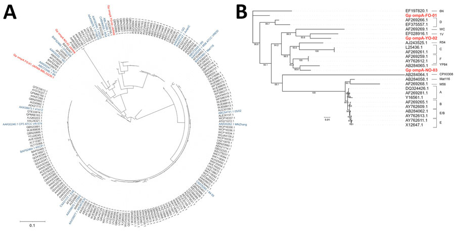 Phylogenetic analysis of the OmpA protein and ompA gene of Chlamydia psittaci in study of 3 fatal gestational psittacosis cases caused by C. psittaci strains belonging to closely related multilocus sequence typing lineages, Japan, 2017–2024. Red text indicates gestational psittacosis cases from in this study (FO-01, YO-02, and NO-03). A) Circular phylogenetic tree of the OmpA protein of 200 strains. Blue indicates representative C. psittaci strains. B) Phylogenetic tree of the ompA gene of the 3 strains from this study and representative C. psittaci genotypes. Scale bar indicates nucleotide or amino acid substitutions per site.